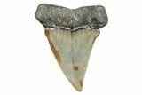 Fossil Broad-Toothed Mako Shark Tooth - North Carolina #272963-1